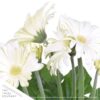 Live Flowering Gerbera Daisies - White (3 Plants/Pack) - Beautiful Spring Flowers - 12" Tall by 5" Wide in 1 Qt Pot - Image 3