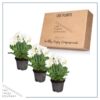 Live Flowering Gerbera Daisies - White (3 Plants/Pack) - Beautiful Spring Flowers - 12" Tall by 5" Wide in 1 Qt Pot - Image 5