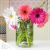 Live Flowering Gerbera Daisies - White (3 Plants/Pack) - Beautiful Spring Flowers - 12" Tall by 5" Wide in 1 Qt Pot - Image 6