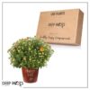 Live Flowering Hardy Chrysanthemum in Happy Fall Deco Planter - Orange -Beautiful Fall Color - 15" Tall by 12" Wide in 3 Qt Deco Pot - Image 10
