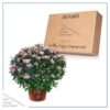 Live Flowering Hardy Chrysanthemum in Happy Fall Deco Planter - Pink - Beautiful Fall Color - 15" Tall by 12" Wide in 3 Qt Deco Pot - Image 5
