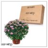Live Flowering Hardy Chrysanthemum in Happy Fall Deco Planter - Pink - Beautiful Fall Color - 15" Tall by 12" Wide in 3 Qt Deco Pot - Image 11