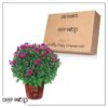 Live Flowering Hardy Chrysanthemum in Happy Fall Deco Planter - Purple - Beautiful Fall Color -15" Tall by 12" Wide in 3 Qt Deco Pot - Image 10