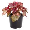 Live Heuchera (Coral Bells) - Shades of Red - Beautiful Shade Perennial - Healthy Spring Plant - 12" Tall by 6" Wide in 2.5 Qt Pot - Image 2