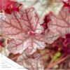 Live Heuchera (Coral Bells) - Shades of Red - Beautiful Shade Perennial - Healthy Spring Plant - 12" Tall by 6" Wide in 2.5 Qt Pot - Image 3