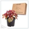 Live Heuchera (Coral Bells) - Shades of Red - Beautiful Shade Perennial - Healthy Spring Plant - 12" Tall by 6" Wide in 2.5 Qt Pot - Image 5