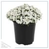 Live Iberis (Candytuft) - White - Beautiful Trailing Perennial - Healthy Spring Plant - 10" Tall by 6" Wide in 2.5 Qt Pot