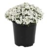 Live Iberis (Candytuft) - White - Beautiful Trailing Perennial - Healthy Spring Plant - 10" Tall by 6" Wide in 2.5 Qt Pot - Image 2