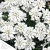 Live Iberis (Candytuft) - White - Beautiful Trailing Perennial - Healthy Spring Plant - 10" Tall by 6" Wide in 2.5 Qt Pot - Image 3
