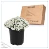 Live Iberis (Candytuft) - White - Beautiful Trailing Perennial - Healthy Spring Plant - 10" Tall by 6" Wide in 2.5 Qt Pot - Image 5