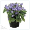 Live Myosotis (Forget-Me-Not) - Blue - Beautful Vibrant Perennial - Healthy Spring Plant - 12" Tall by 6" Wide in 2.5 Qt Pot