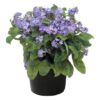 Live Myosotis (Forget-Me-Not) - Blue - Beautful Vibrant Perennial - Healthy Spring Plant - 12" Tall by 6" Wide in 2.5 Qt Pot - Image 2