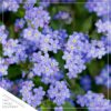 Live Myosotis (Forget-Me-Not) - Blue - Beautful Vibrant Perennial - Healthy Spring Plant - 12" Tall by 6" Wide in 2.5 Qt Pot - Image 3