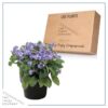 Live Myosotis (Forget-Me-Not) - Blue - Beautful Vibrant Perennial - Healthy Spring Plant - 12" Tall by 6" Wide in 2.5 Qt Pot - Image 5