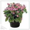 Live Myosotis (Forget-Me-Not) - Pink - Beautful Vibrant Perennial - Healthy Spring Plant - 12" Tall by 6" Wide in 2.5 Qt Pot