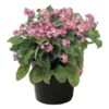 Live Myosotis (Forget-Me-Not) - Pink - Beautful Vibrant Perennial - Healthy Spring Plant - 12" Tall by 6" Wide in 2.5 Qt Pot - Image 2