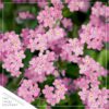 Live Myosotis (Forget-Me-Not) - Pink - Beautful Vibrant Perennial - Healthy Spring Plant - 12" Tall by 6" Wide in 2.5 Qt Pot - Image 3