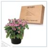 Live Myosotis (Forget-Me-Not) - Pink - Beautful Vibrant Perennial - Healthy Spring Plant - 12" Tall by 6" Wide in 2.5 Qt Pot - Image 5