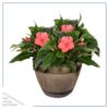 Live New Guinea Impatiens - Coral - Beautiful Shade Flowers - 15" Tall by 10" Wide in 1.15 Gallon Whiskey Barrel