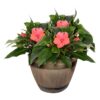 Live New Guinea Impatiens - Coral - Beautiful Shade Flowers - 15" Tall by 10" Wide in 1.15 Gallon Whiskey Barrel - Image 2