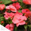 Live New Guinea Impatiens - Coral - Beautiful Shade Flowers - 15" Tall by 10" Wide in 1.15 Gallon Whiskey Barrel - Image 3