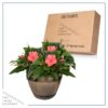 Live New Guinea Impatiens - Coral - Beautiful Shade Flowers - 15" Tall by 10" Wide in 1.15 Gallon Whiskey Barrel - Image 5