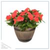 Live New Guinea Impatiens - Orange - Beautiful Shade Flowers - 15" Tall by 10" Wide in 1.15 Gallon Whiskey Barrel