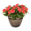 Live New Guinea Impatiens - Orange - Beautiful Shade Flowers - 15" Tall by 10" Wide in 1.15 Gallon Whiskey Barrel - Image 2