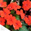 Live New Guinea Impatiens - Orange - Beautiful Shade Flowers - 15" Tall by 10" Wide in 1.15 Gallon Whiskey Barrel - Image 3