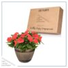 Live New Guinea Impatiens - Orange - Beautiful Shade Flowers - 15" Tall by 10" Wide in 1.15 Gallon Whiskey Barrel - Image 4