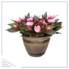 Live New Guinea Impatiens - Pink - Beautiful Shade Flowers - 15" Tall by 10" Wide in 1.15 Gallon Whiskey Barrel