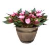 Live New Guinea Impatiens - Pink - Beautiful Shade Flowers - 15" Tall by 10" Wide in 1.15 Gallon Whiskey Barrel - Image 2