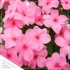 Live New Guinea Impatiens - Pink - Beautiful Shade Flowers - 15" Tall by 10" Wide in 1.15 Gallon Whiskey Barrel - Image 3