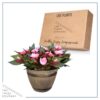 Live New Guinea Impatiens - Pink - Beautiful Shade Flowers - 15" Tall by 10" Wide in 1.15 Gallon Whiskey Barrel - Image 5