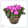 Live New Guinea Impatiens - Purple - Beautiful Shade Flowers - 15" Tall by 10" Wide in 1.15 Gallon Whiskey Barrel