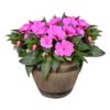 Live New Guinea Impatiens - Purple - Beautiful Shade Flowers - 15" Tall by 10" Wide in 1.15 Gallon Whiskey Barrel - Image 2