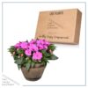 Live New Guinea Impatiens - Purple - Beautiful Shade Flowers - 15" Tall by 10" Wide in 1.15 Gallon Whiskey Barrel - Image 5