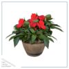 Live New Guinea Impatiens - Red - Beautiful Shade Flowers - 15" Tall by 10" Wide in 1.15 Gallon Whiskey Barrel