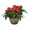 Live New Guinea Impatiens - Red - Beautiful Shade Flowers - 15" Tall by 10" Wide in 1.15 Gallon Whiskey Barrel - Image 2