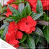 Live New Guinea Impatiens - Red - Beautiful Shade Flowers - 15" Tall by 10" Wide in 1.15 Gallon Whiskey Barrel - Image 3