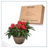 Live New Guinea Impatiens - Red - Beautiful Shade Flowers - 15" Tall by 10" Wide in 1.15 Gallon Whiskey Barrel - Image 5