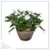 Live New Guinea Impatiens - White - Beautiful Shade Flowers - 15" Tall by 10" Wide in 1.15 Gallon Whiskey Barrel