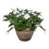 Live New Guinea Impatiens - White - Beautiful Shade Flowers - 15" Tall by 10" Wide in 1.15 Gallon Whiskey Barrel - Image 2