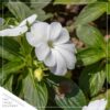 Live New Guinea Impatiens - White - Beautiful Shade Flowers - 15" Tall by 10" Wide in 1.15 Gallon Whiskey Barrel - Image 3