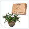 Live New Guinea Impatiens - White - Beautiful Shade Flowers - 15" Tall by 10" Wide in 1.15 Gallon Whiskey Barrel - Image 5