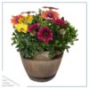 Live Osteospermum - Assorted Combo - Beautiful African Daisies - 15" Tall by 10" Wide in 1.15 Gallon Whiskey Barrel