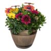 Live Osteospermum - Assorted Combo - Beautiful African Daisies - 15" Tall by 10" Wide in 1.15 Gallon Whiskey Barrel - Image 2