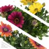 Live Osteospermum - Assorted Combo - Beautiful African Daisies - 15" Tall by 10" Wide in 1.15 Gallon Whiskey Barrel - Image 3