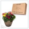 Live Osteospermum - Assorted Combo - Beautiful African Daisies - 15" Tall by 10" Wide in 1.15 Gallon Whiskey Barrel - Image 5