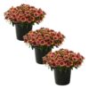 Live Osteospermum Plant - Purple Sun (3 Plants Per Pack) - Beautiful African Daisies - Early Spring Color - 12" Tall by 5" Wide in 1 Qt Pot - Image 2